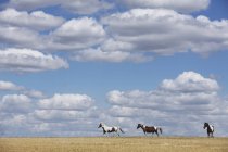 Коричневые и белые лошади в солнечном сельском поле под голубым небом с облаками — стоковое фото
