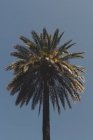 Tall palm tree against sunny blue sky — Stock Photo
