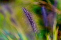 Закрыть детали пушистый пурпурный цветок — стоковое фото