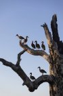 Uccelli appollaiati su rami di albero morto, Kakadu National Park, Australia — Foto stock