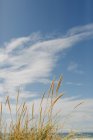 Golden beach grass below sunny, idyllic blue sky with clouds — Stock Photo