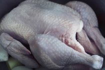 Close up raw chicken — Stock Photo