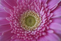 Закрыть розовый цветок герберы в полный рост — стоковое фото