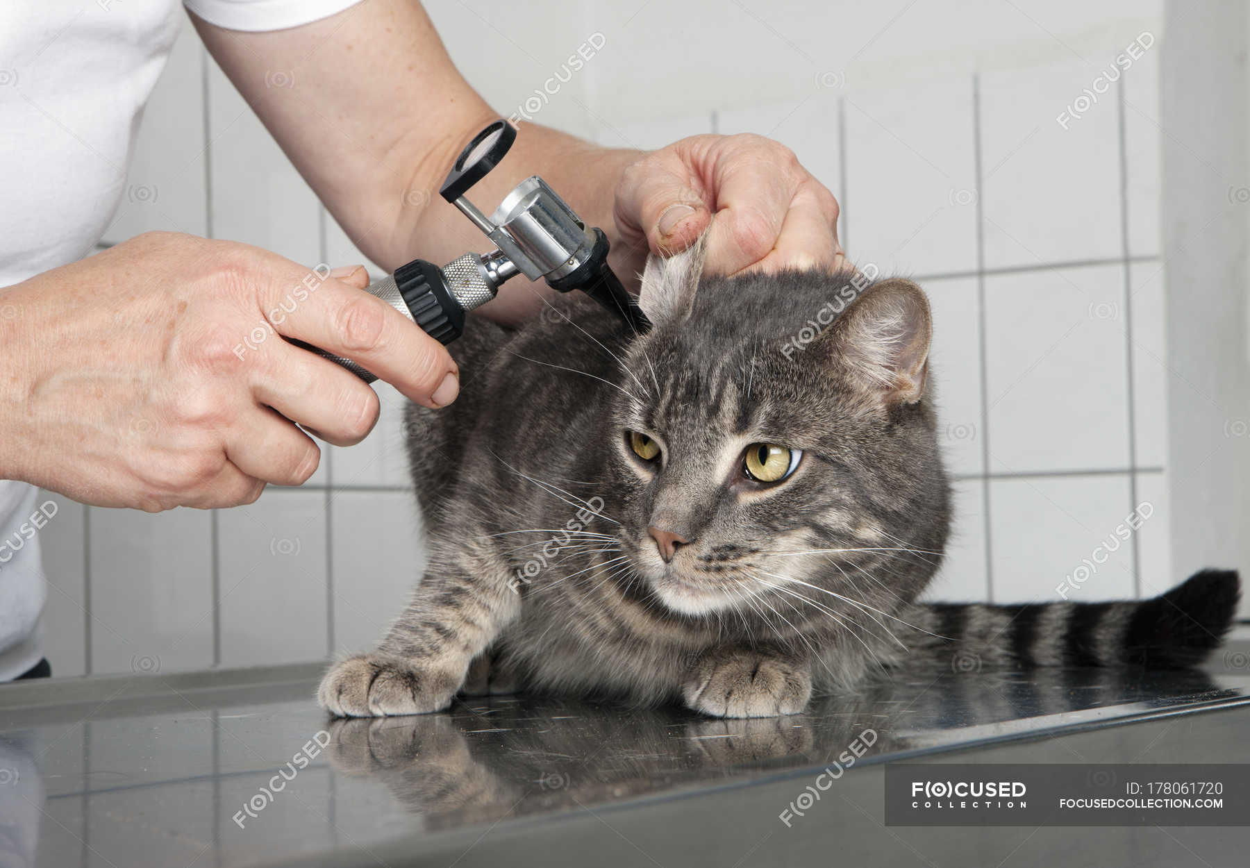 коту под уху. коту под уху. кошка которую расчесывают. ушной клещ у кошек. ушной клещ (отодектоз) у котов.