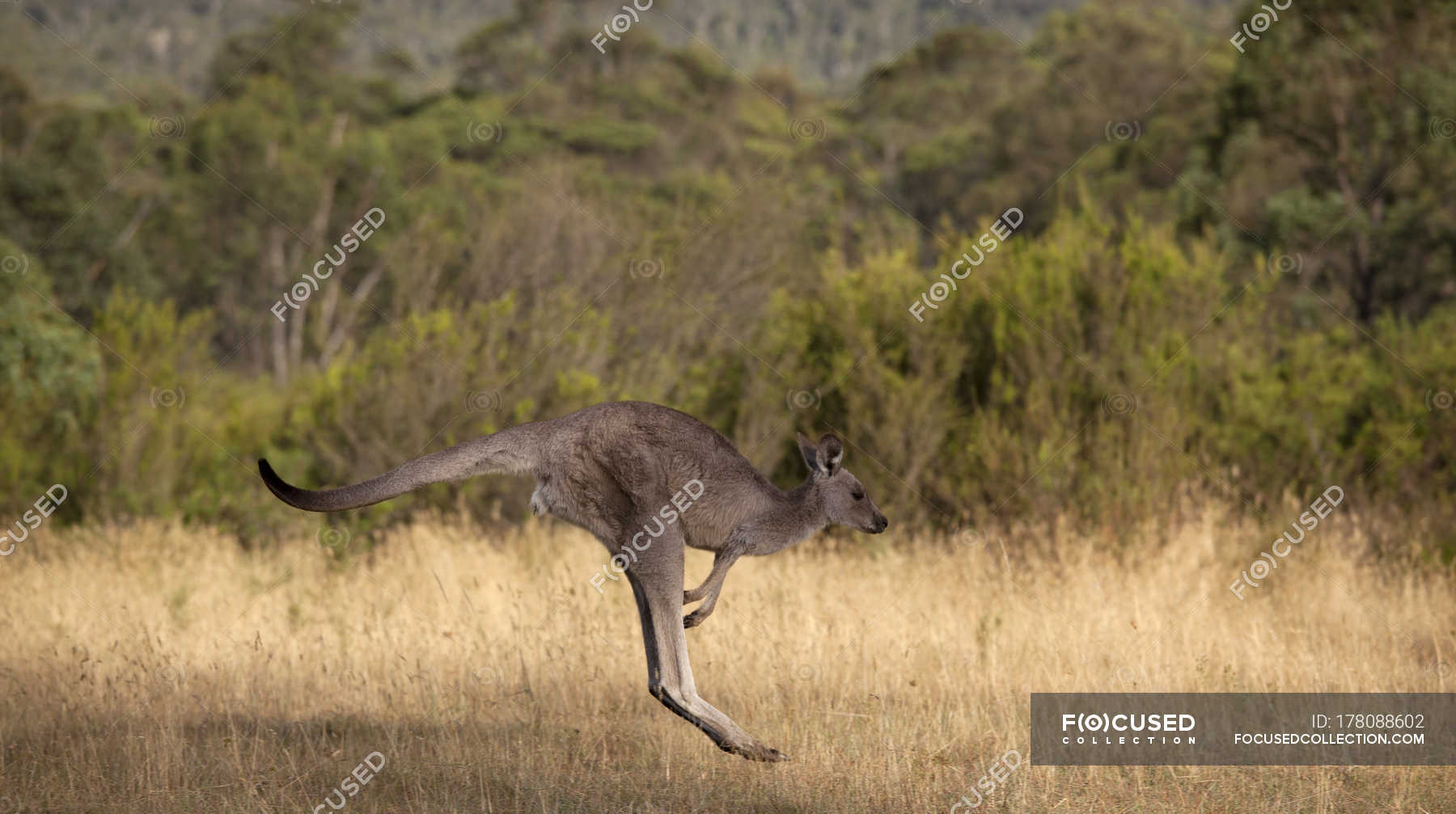 Kangaroo Jumping In Safari Nature Outdoors Jindabyne Stock Photo 178088602