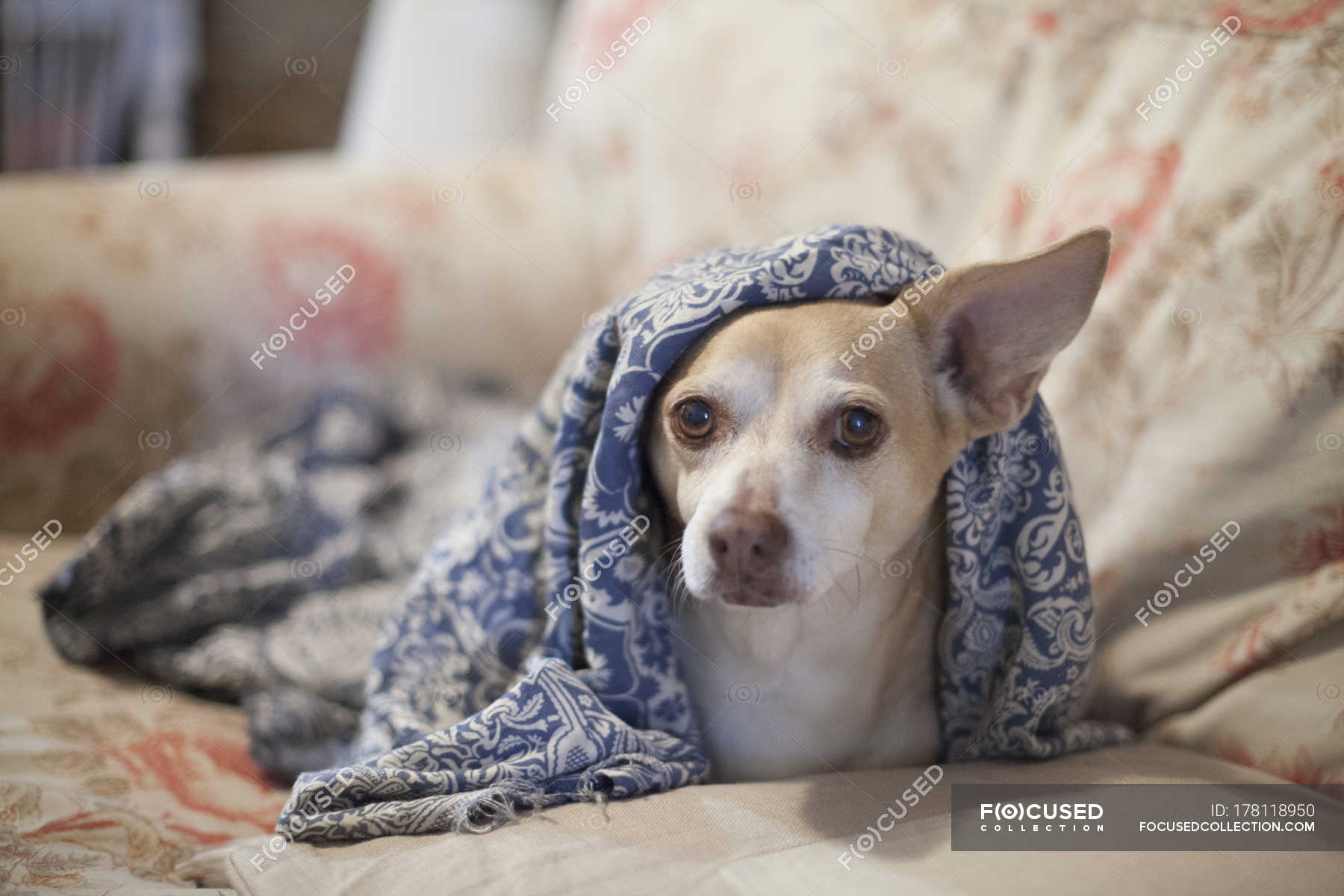 Can Chihuahuas Breath Under Blankets