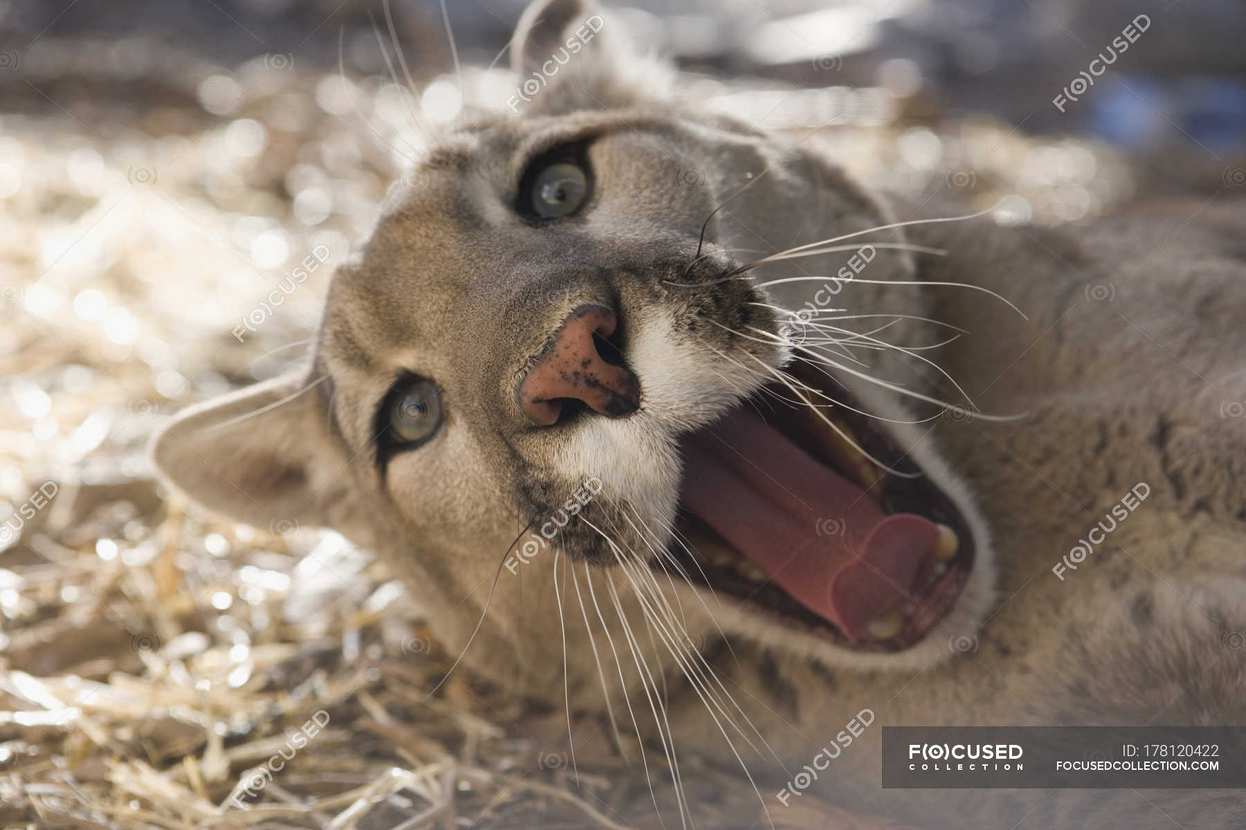 mountain lion laying down