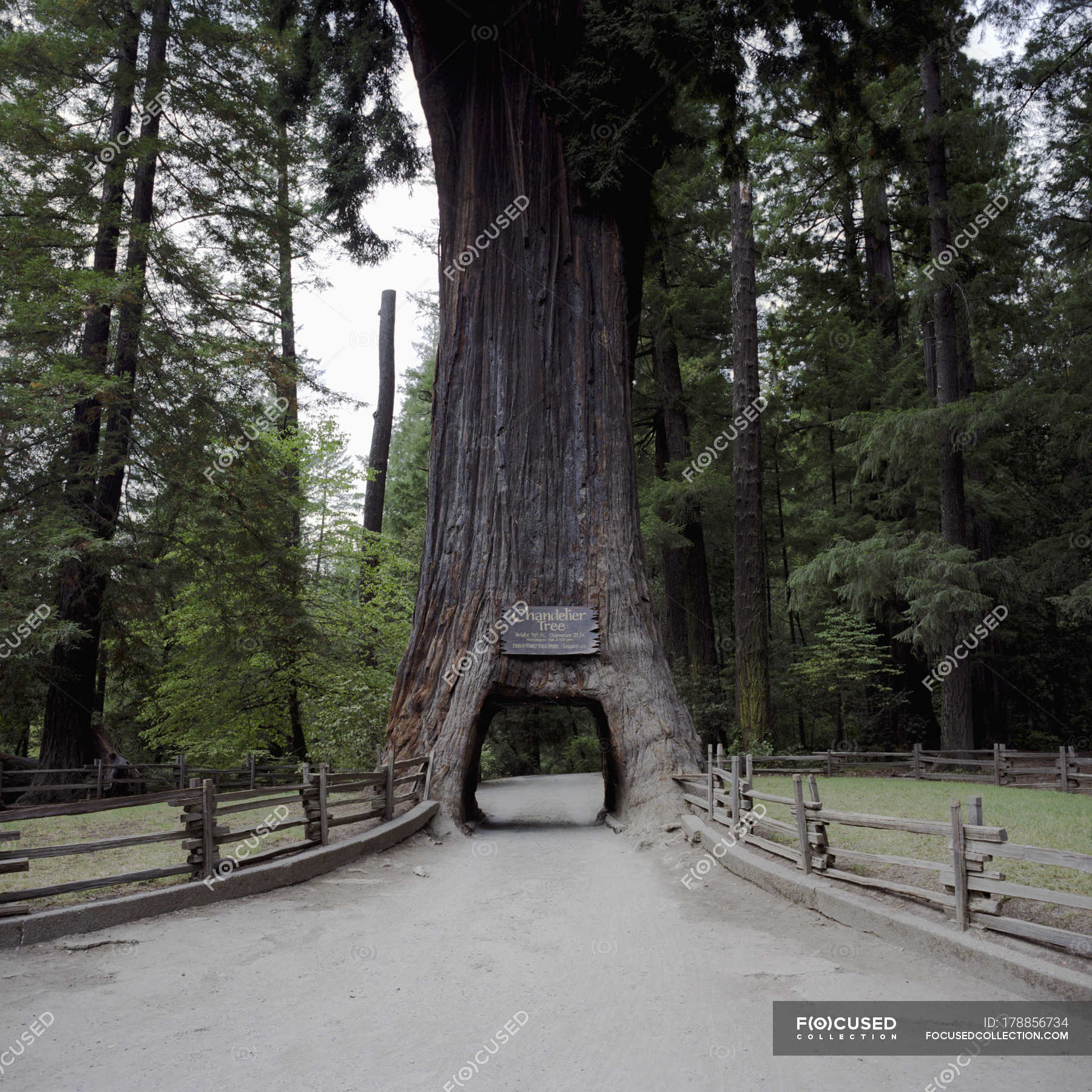Chandelier Tree With Archway On Country, Chandelier Tree Leggett Canada