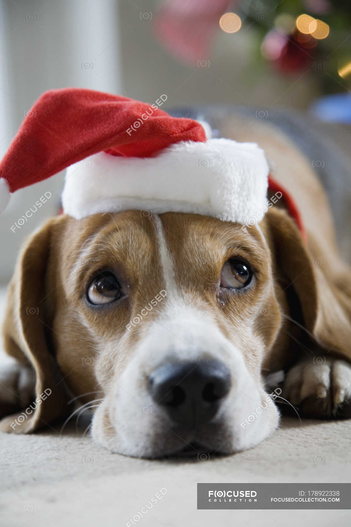 beagle with santa hat