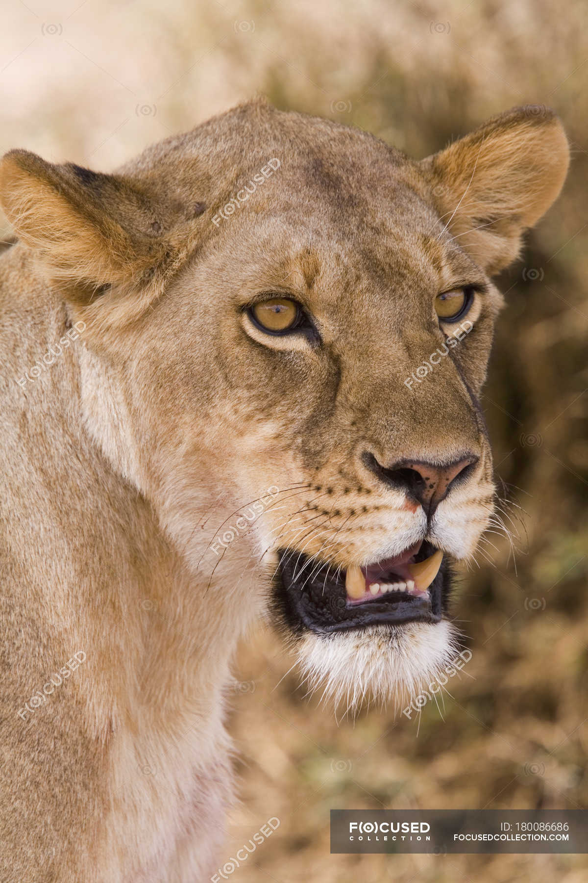 lioness side profile