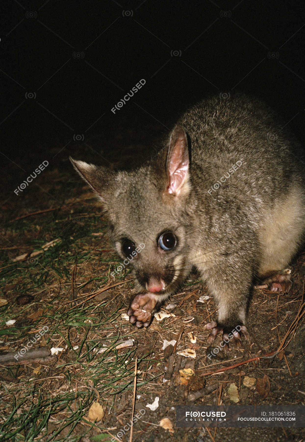 Australian on ground at night — fur, One Animal - Stock Photo |