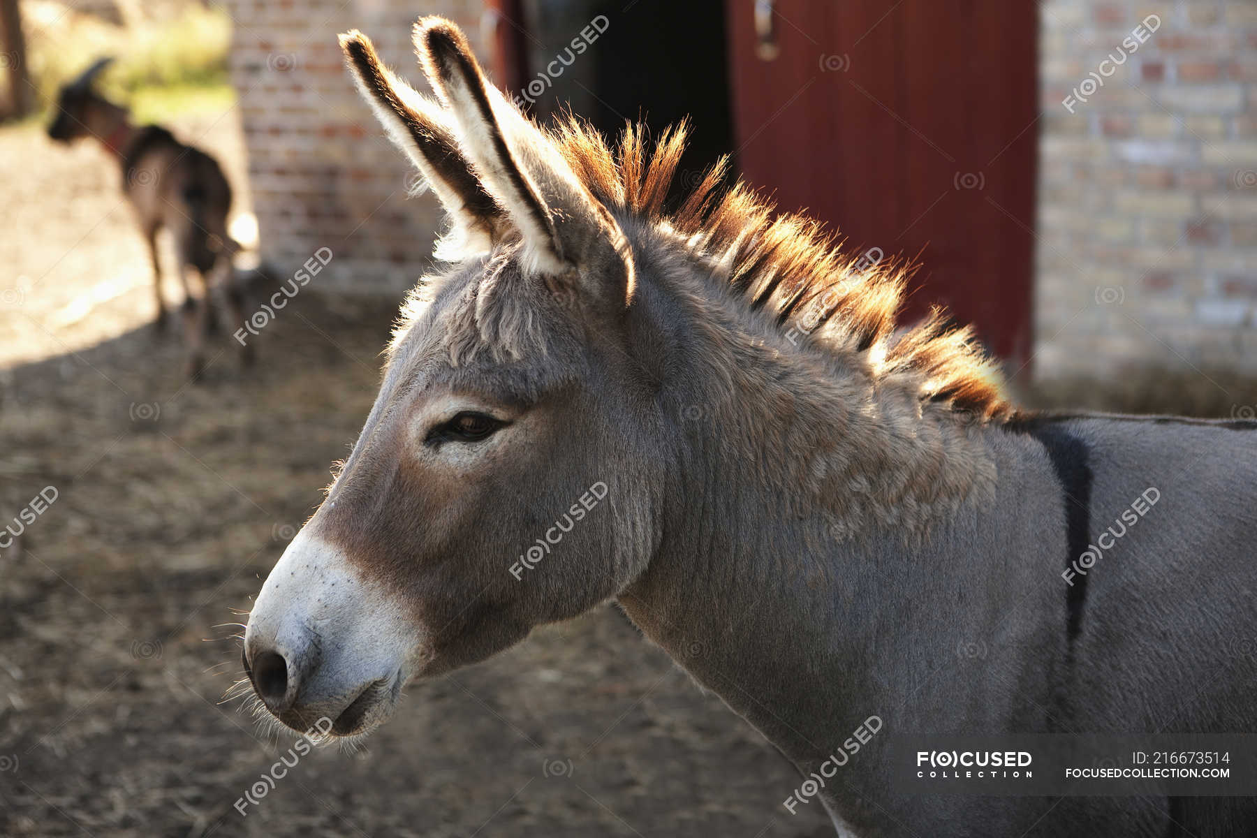 baby donkey