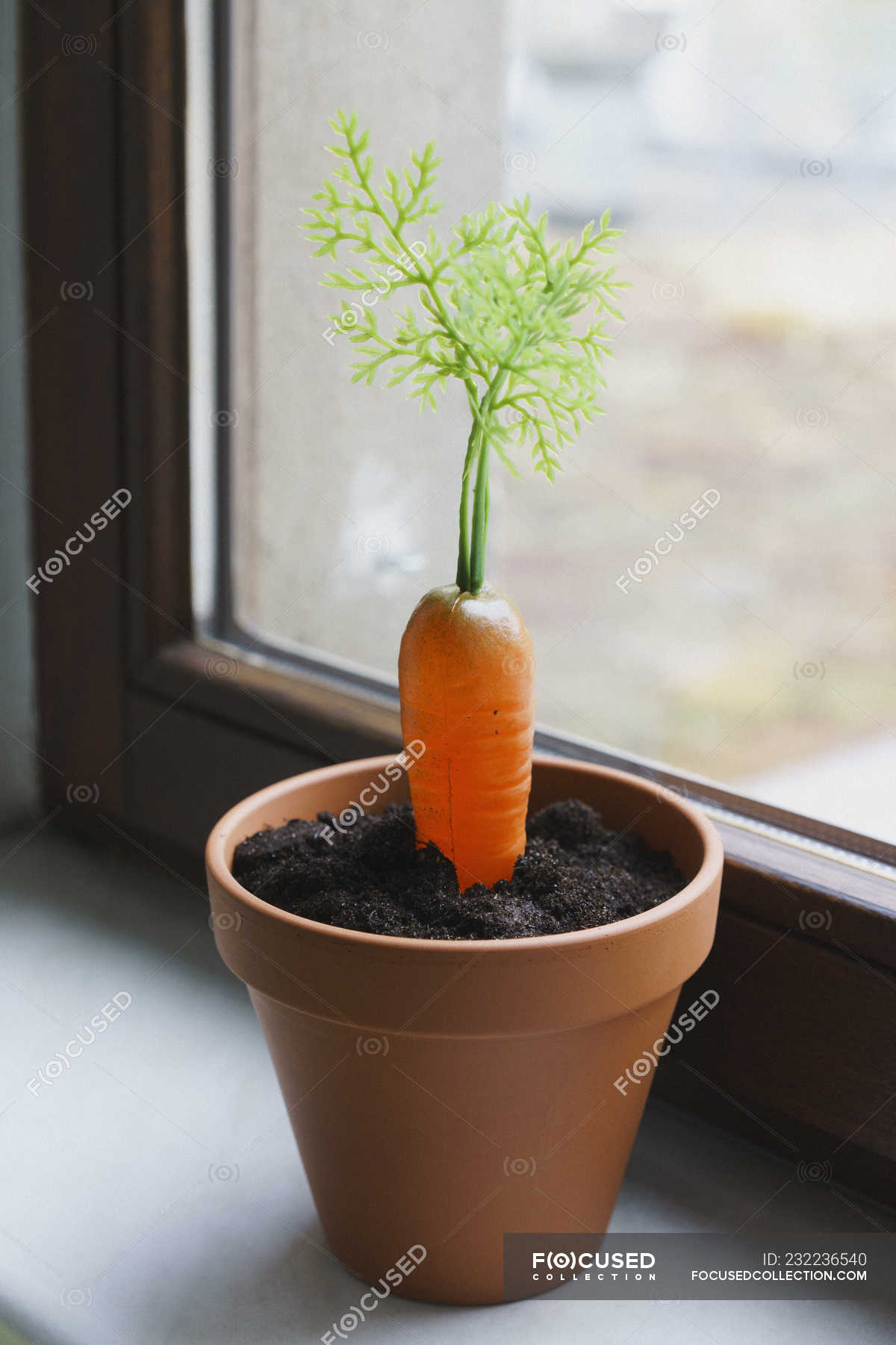Морковь в горшке
