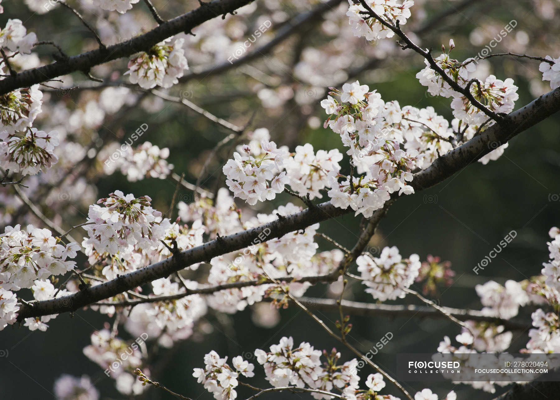 Sign www cherryblossom up com Meet Filipina,