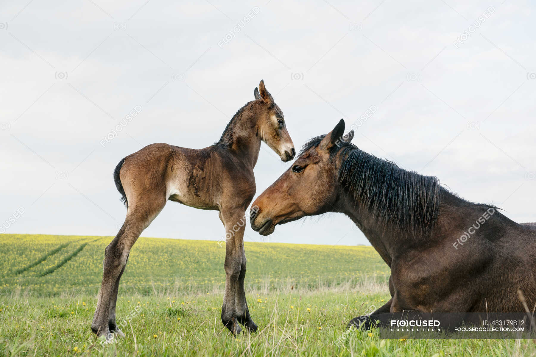 beautiful brown horses