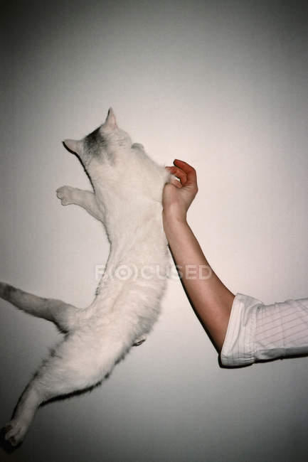 Обрезать женскую руку рядом с падающей белой кошкой — стоковое фото