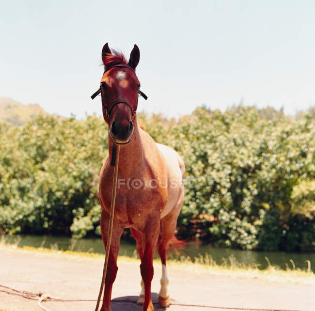 Vue de face du cheval dans un champ de campagne ensoleillé — Photo de stock