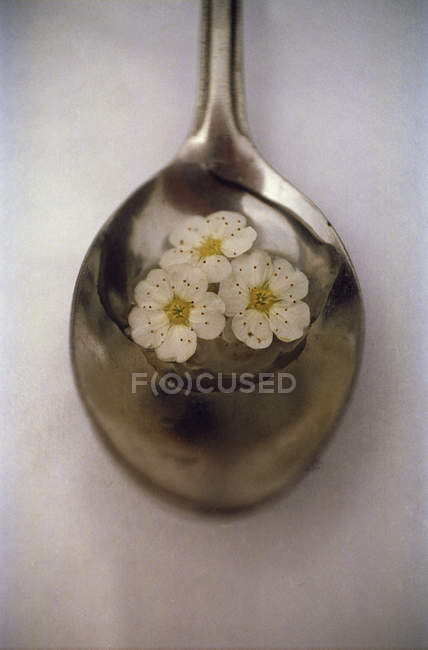 Close up view of flower petals floating in spoon — Stock Photo
