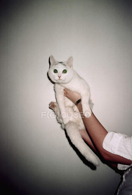 Crop female holding up white cat over white wall on background — Stock Photo