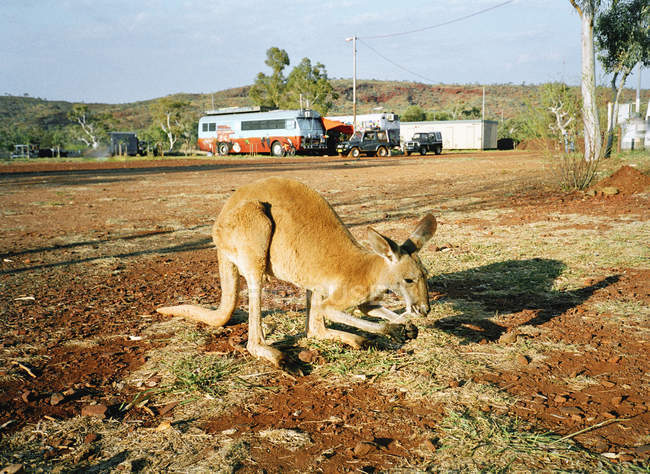 kangaroo standing up