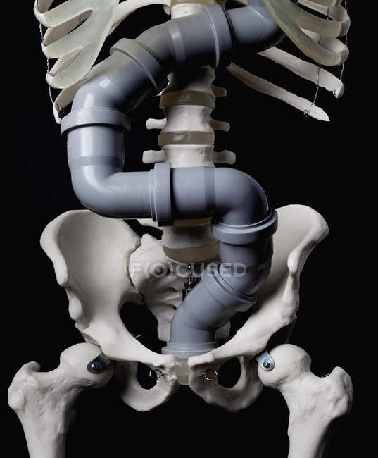 Крупный план скелета человека с пластиковой трубой для кишечника — стоковое фото