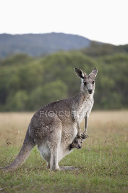 Vista laterale del canguro con bambino in borsa guardando la fotocamera al campo di campagna — Foto stock
