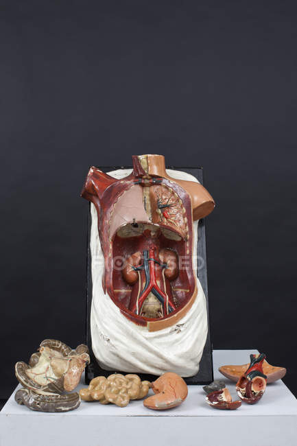 Modelo de esplanchnología de anatomía y piezas en la mesa
. - foto de stock