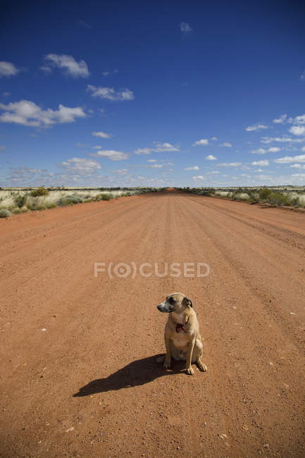 Cane seduto su strada sterrata e guardando altrove — Foto stock