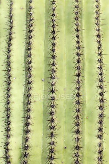 Full frame shot of cactus thorns — Stock Photo