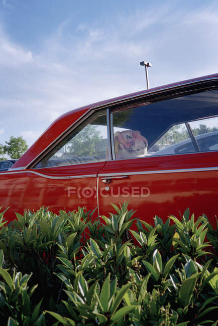 Tigre en peluche en voiture rouge fermée — Photo de stock