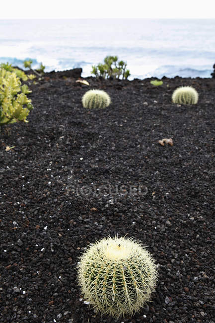 Close up view of barrel cactus growing on soil — Stock Photo