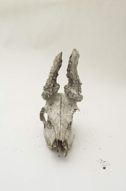 Cráneo de animal podrido sobre fondo blanco - foto de stock