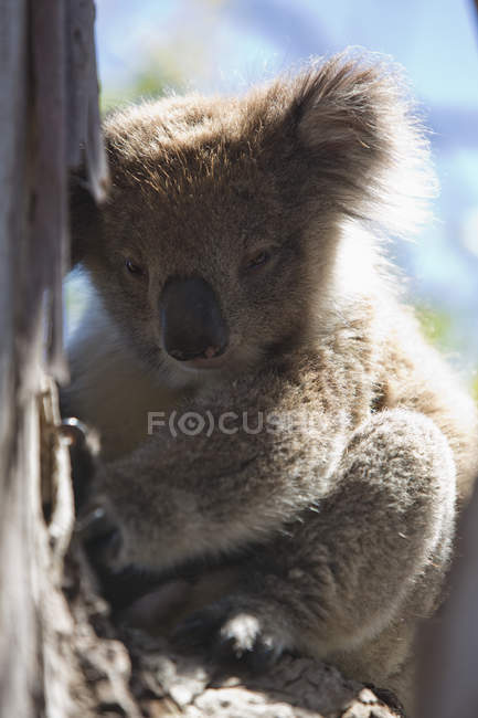 Cute koala sitting on branch and looking down — Stock Photo