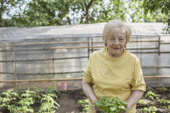 Una donna anziana che tiene una pianta, serra sullo sfondo — Foto stock