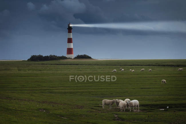 Troupeau de moutons dans le champ avec phare sur le fond — Photo de stock