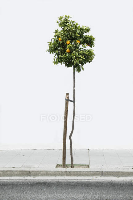 Lemon tree growing on sidewalk — Stock Photo