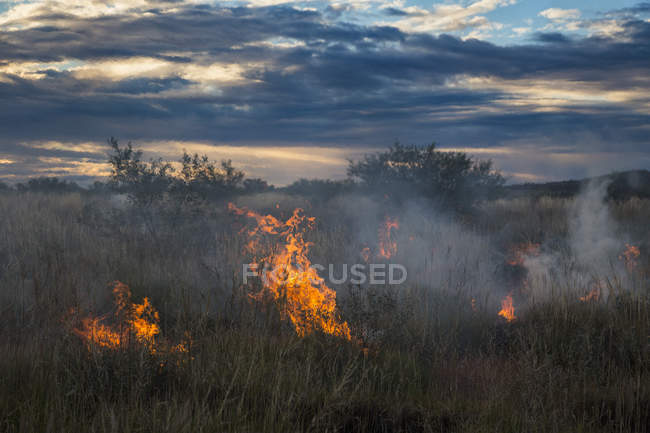 Пейзаж поля с горящей сухой травой в поле — стоковое фото