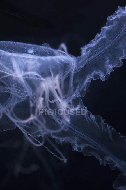 Крупним планом подання медуз на чорному фоні — стокове фото
