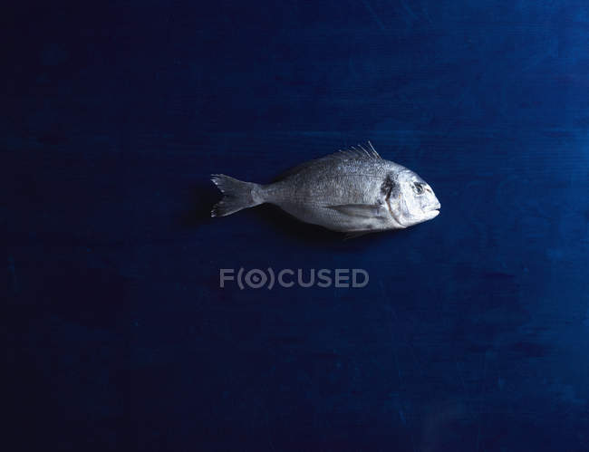 Directly above shot of raw sea bream on blue table — Stock Photo