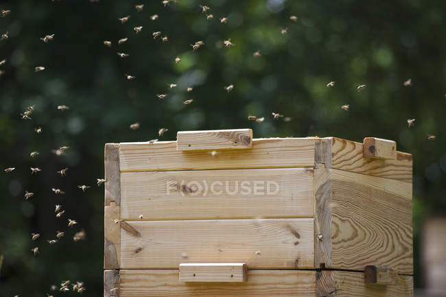 Bees flying around beehive at farm — Stock Photo