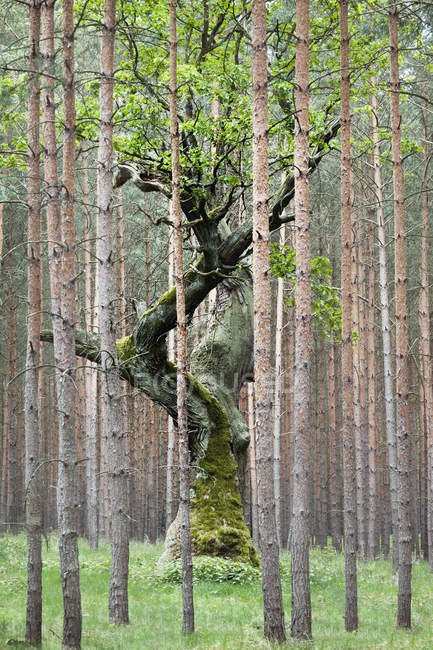 Árbol retorcido rodeado de árboles altos - foto de stock