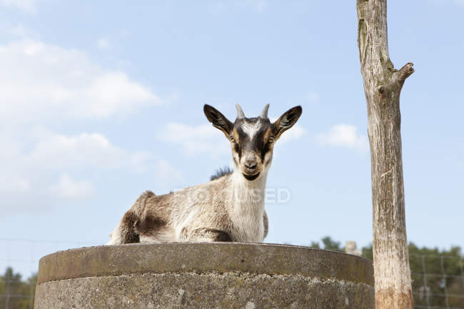 Retrato de cabra sentada na parede contra o céu — Fotografia de Stock