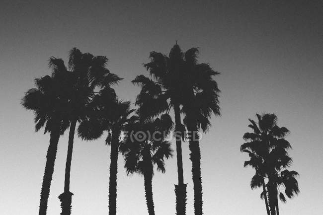 Silhuetas de palmeiras contra céu claro ao entardecer — Fotografia de Stock