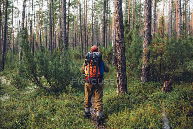 Vista posteriore dell'escursionista che cammina nel verde profondo della foresta — Foto stock