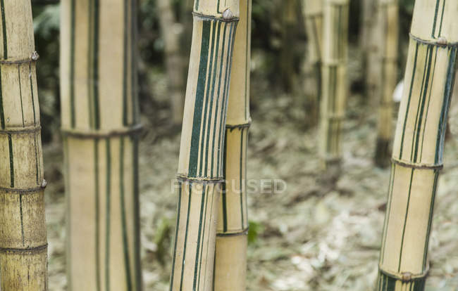 Primer plano de troncos de árbol de bambú - foto de stock