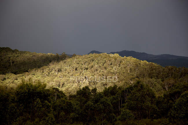 View over tree covered hills in Alpine National Park, Victoria, Australia — Stock Photo