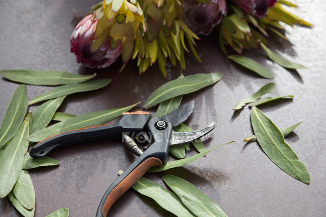 Close up view of secateurs and leaves on table — Stock Photo