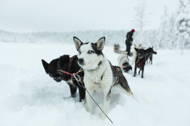 what is a snow dog in the sky