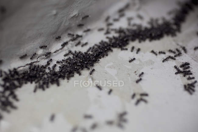 Detail of colony of ants grouping in row — Stock Photo