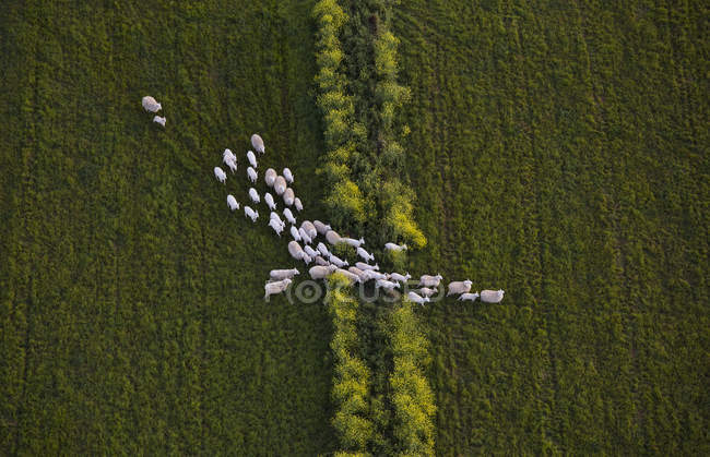 Aerial view of flock of sheep walking on grassy field — Stock Photo
